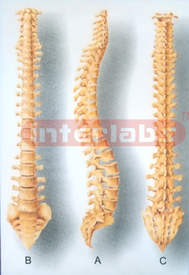 HUMAN SPINAL COLUMN COLLECTION